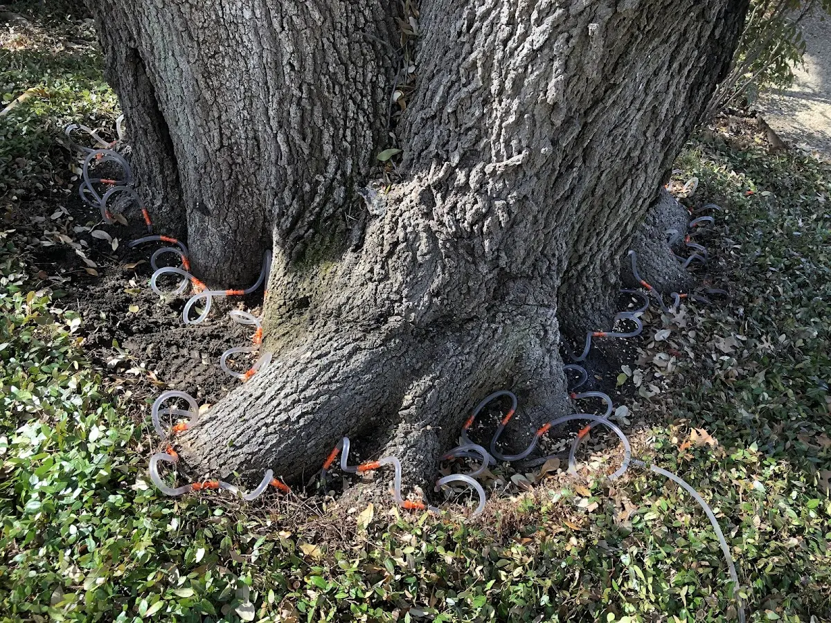 Detailed Tree Cabling and Bracing job site in San Dimas