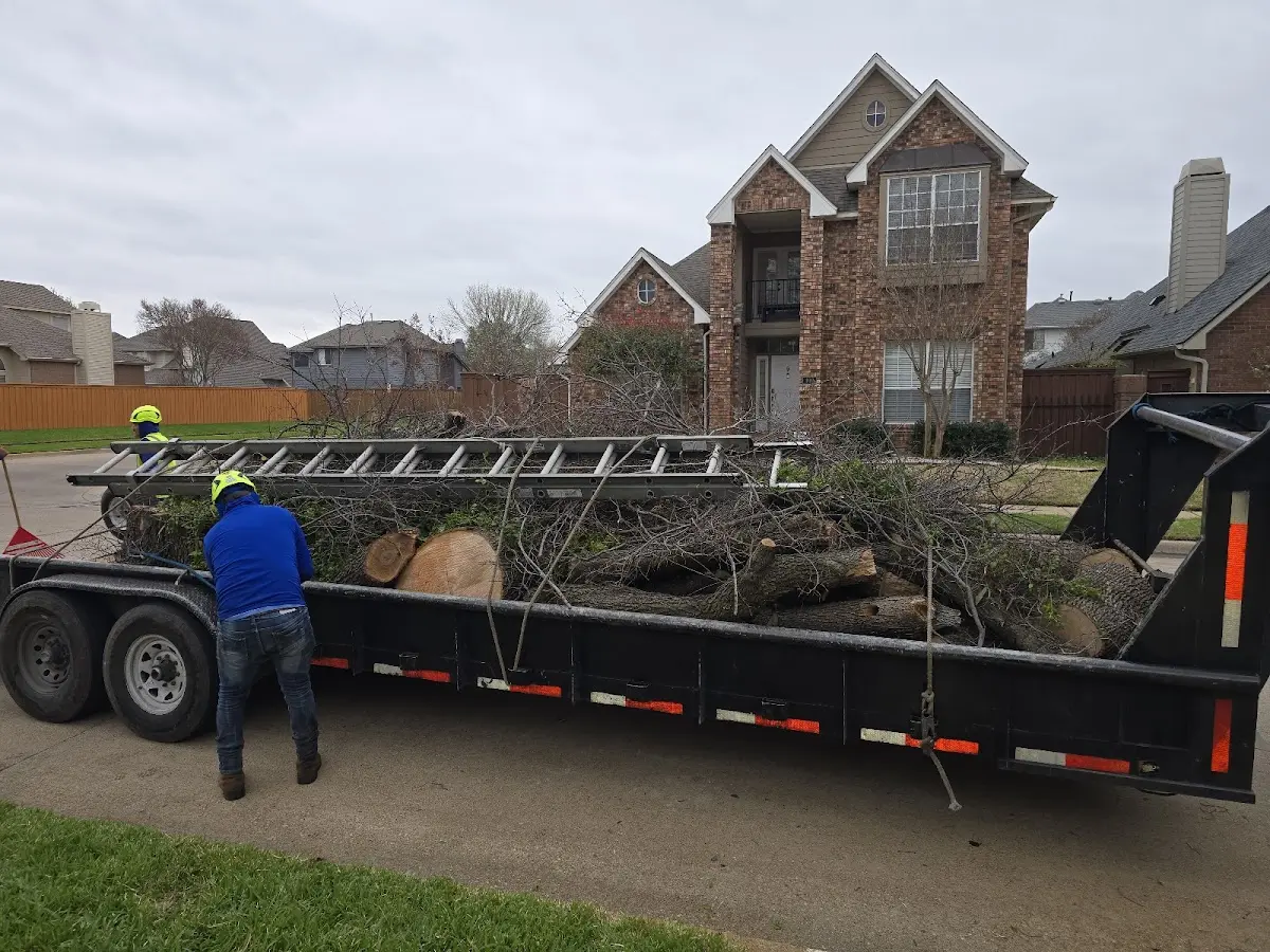 Expert Tree Removal with proper safety equipment in San Dimas